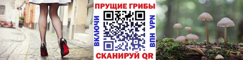 Галлюциногенные грибы Psilocybe блэк спрут зеркало Кострома купить закладку